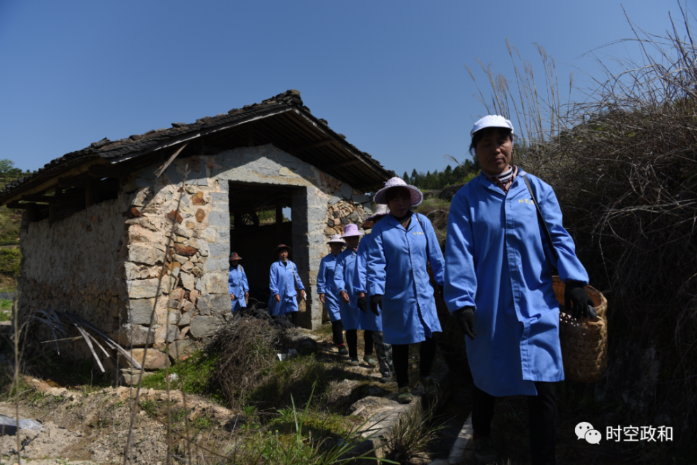 4月16日,11位鑫陋室銘茶業有限公司採茶工人在政和縣鎮前鎮下莊村龍焙