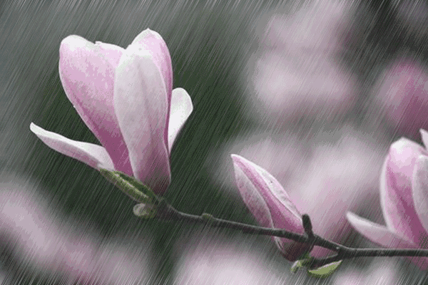 春去夏来,谷雨已至