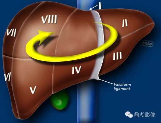 深入解讀肝臟分段