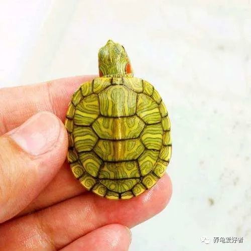 格兰德红耳龟,不一样的巴西龟,你搞混了吗?_腾讯新闻