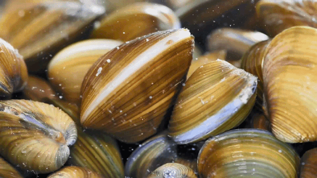 明溪这种野味肉质细腻鲜美堪称人间美味