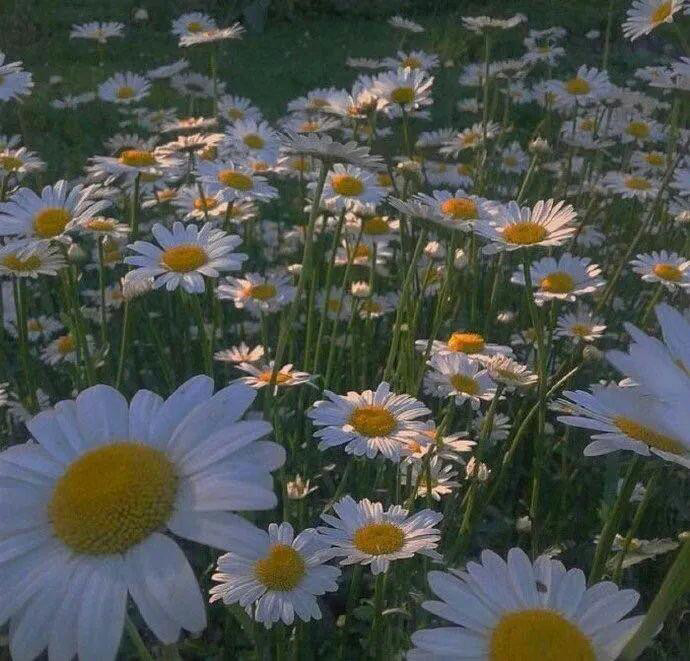 适合小仙女发qq空间的精致仙句