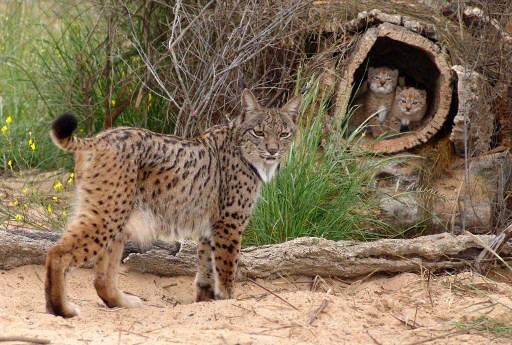 18年增長600多隻這種絕處逢生的貓科動物為何還可能野外滅絕