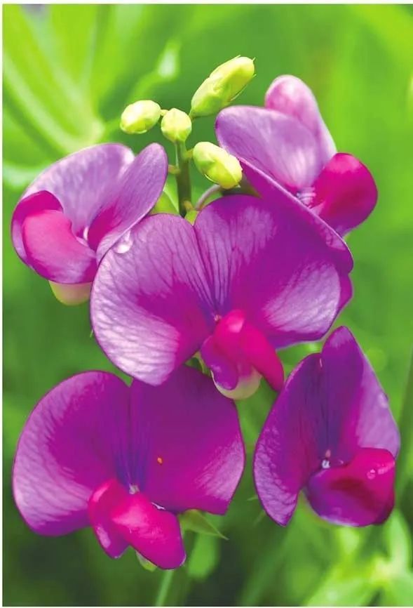 花香馥郁的香豌豆是花不是菜 种在阳台上绽放超级美 腾讯新闻