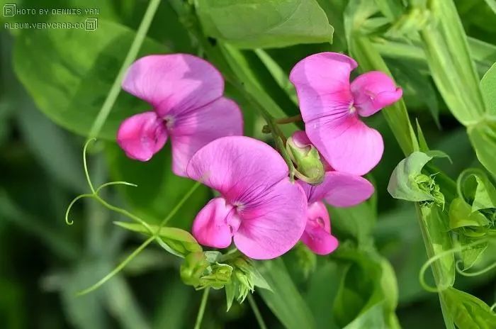 花香馥郁的香豌豆是花不是菜 种在阳台上绽放超级美 腾讯新闻