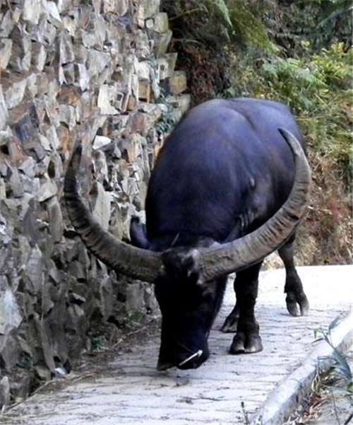 28岁牛王去世500余人赶来为它送葬生前为主人赢得13万奖金