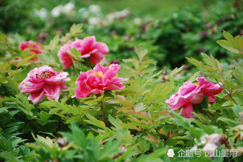 谷雨花 区分牡丹芍药 认识荷叶牡丹 去洛阳赏牡丹 能收获很多 腾讯新闻