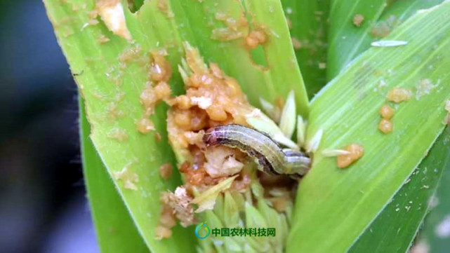 年草地贪夜蛾呈重发态势 我们该如何识别与防治 请看这里 草地贪夜蛾 幼虫 天敌 昆虫