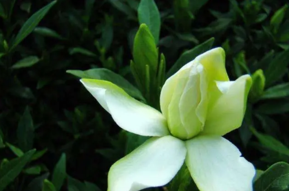 岳阳的市花,市树你知道是什么吗