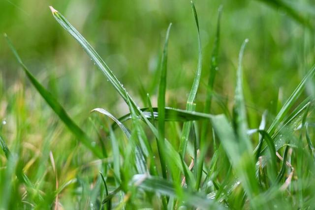 天街小雨润如酥草色遥看近却无春雨是开在寂寞枝头最美的花