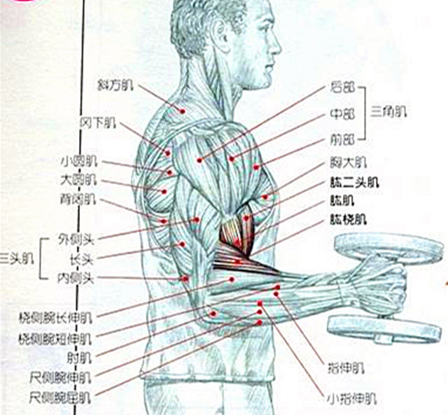 下面,小编对这三块肌肉进行分析解剖,更加有利于我们进行手臂的针对性