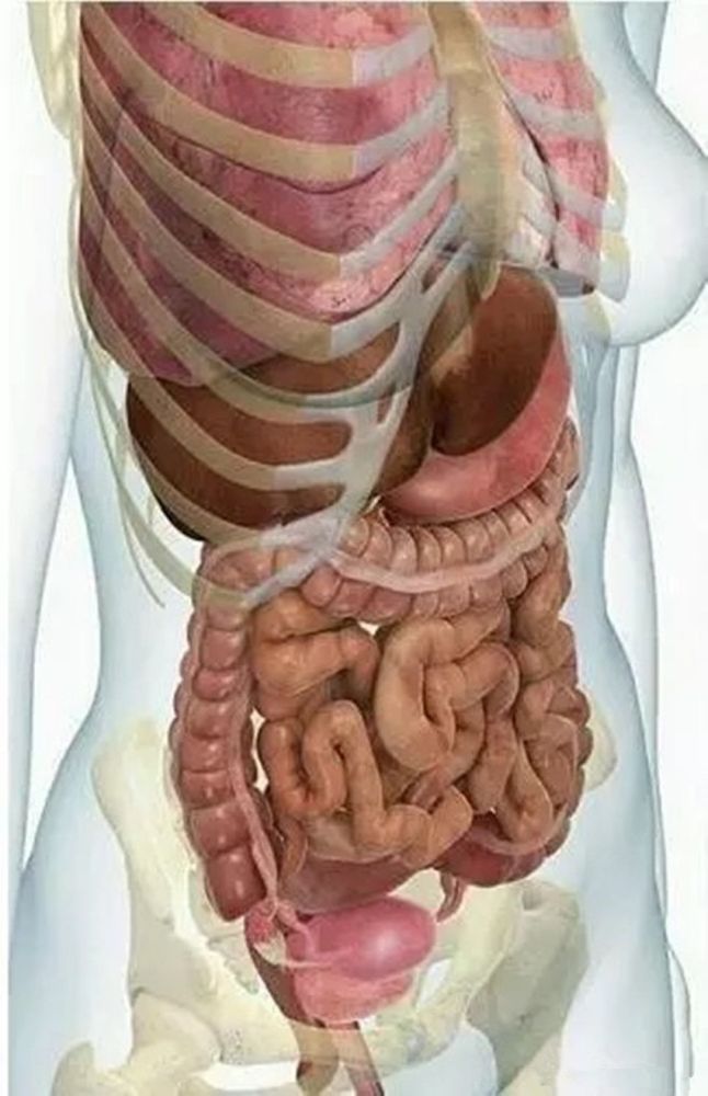 怀孕后,孕妈的内脏会有什么变化?看完就明白了,真的会特别心疼