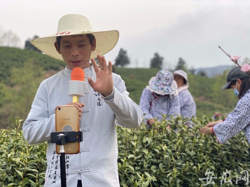 "老茶农"变身"新主播"卖茶叶