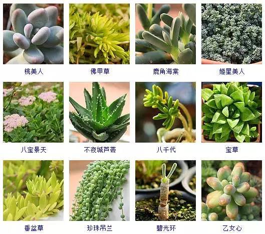 145種多肉植物品種名稱及圖鑑