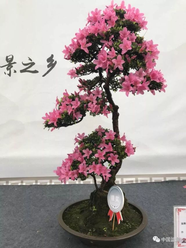 杜鹃花盆景,让人一见倾心!