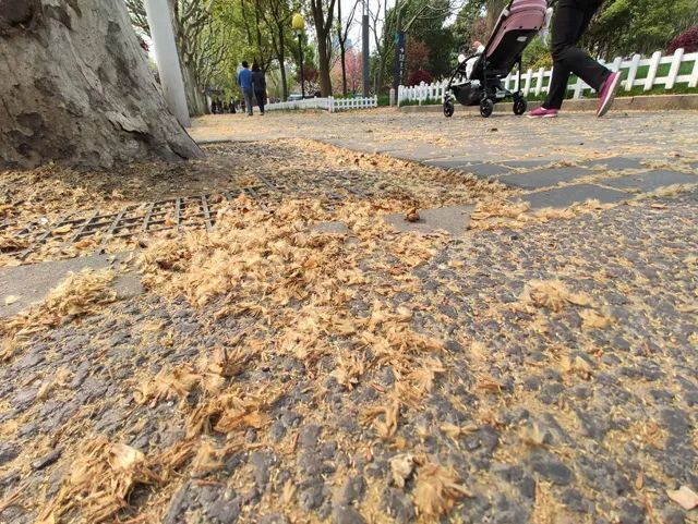 最后把"元凶"锁定在家附近道路两旁的梧桐树飞絮身上