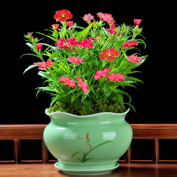 石竹怎么养养石竹常见解答养好石竹秘诀