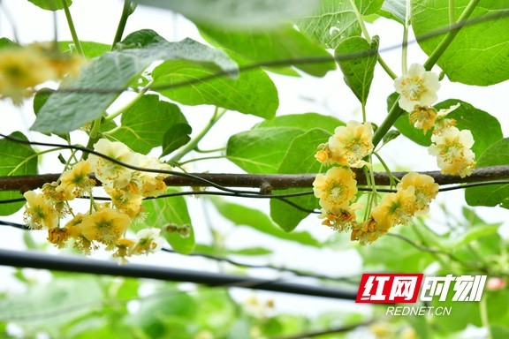 麻阳楠木桥村千亩猕猴桃花开红心黄心蓝心夏天任你pick 腾讯新闻