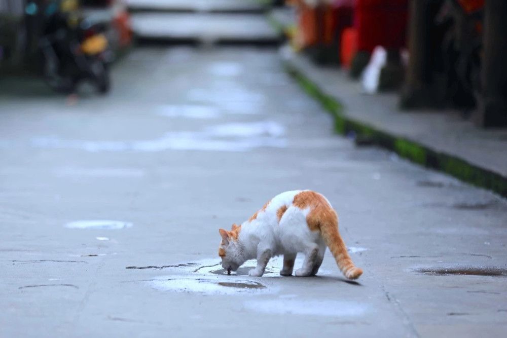 花生猫猫可以吃么_花生猫_花生猫能不能吃