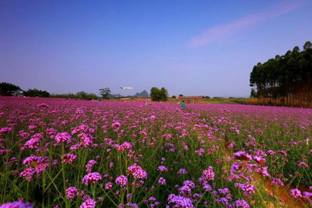 穿汉服,赏花海,学农事……黄埔"五一限定版"活动,不可错过_腾讯新闻
