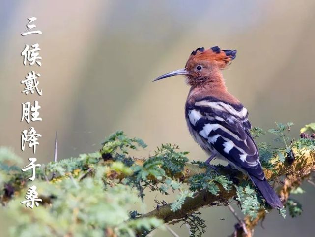 戴胜又名戴鵀(rén),这种鸟习惯在平地上行走,捕捉虫子.