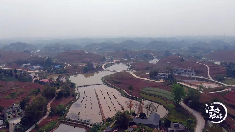 "江安县四面山镇的小龙虾养殖户张述蛟说道.