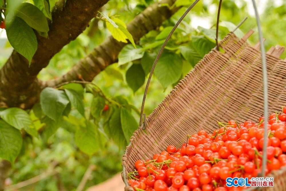 4月17日,在德阳市旌阳区双东镇八佛村樱桃谷,颜色红润,晶莹剔透的樱桃