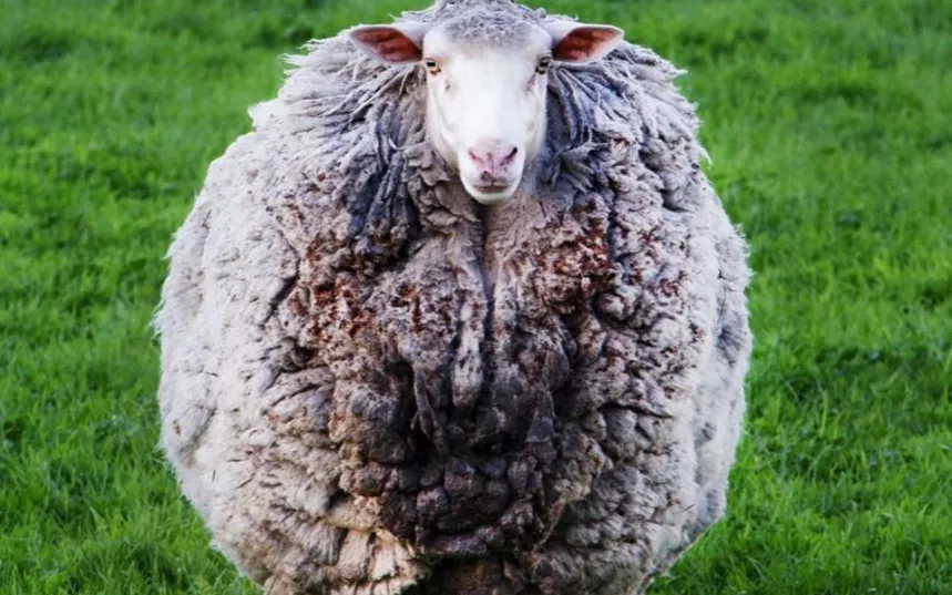 世界上最出名的"逃跑绵羊"是新西兰一只逃跑了6年的美力诺绵羊.