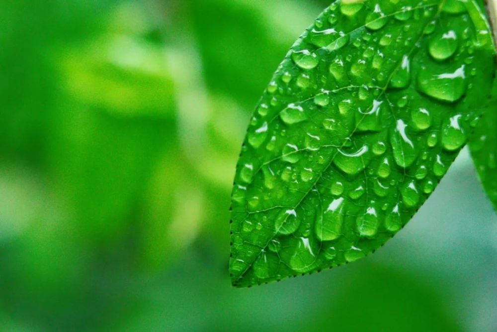 微雨|20首微雨诗词，不知何处雨，已觉此间凉