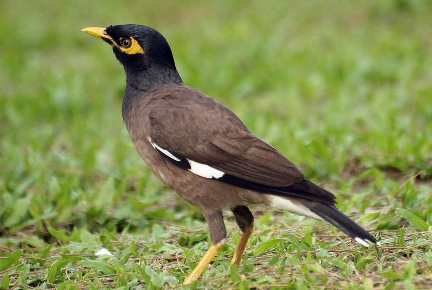 傻傻分不清楚:鹩哥,八哥,家八哥到底谁是谁?