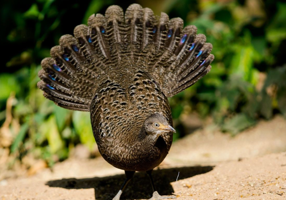 中国"最漂亮"的濒危物种,比孔雀更漂亮,只有中国才有