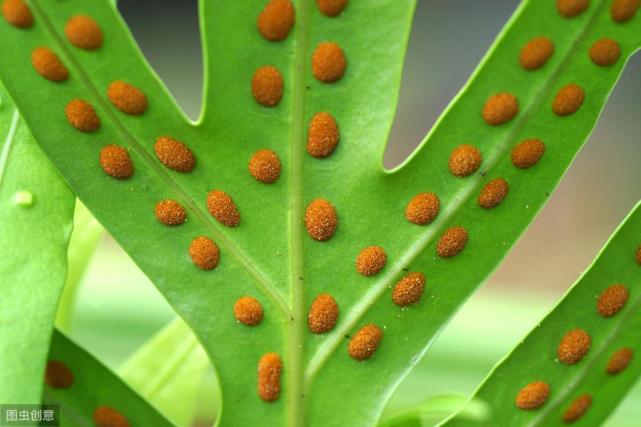 常见的以孢子进行繁殖的生物有霉菌,藻类植物,苔藓植物,蕨类植物等.