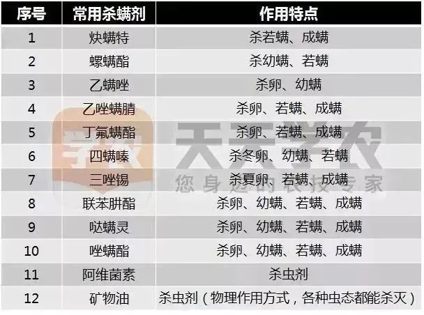 广西柑橘人,这些事项不注意,桔园红蜘蛛必定爆发!