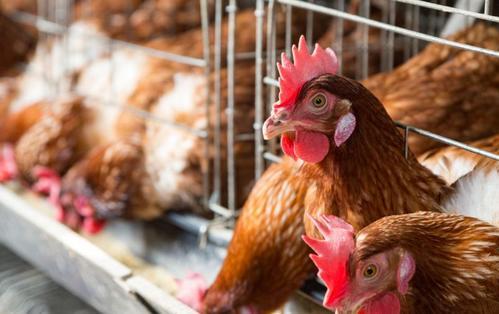 炸群|鸡逢产蛋期，喂养有8忌！你都知道吗？