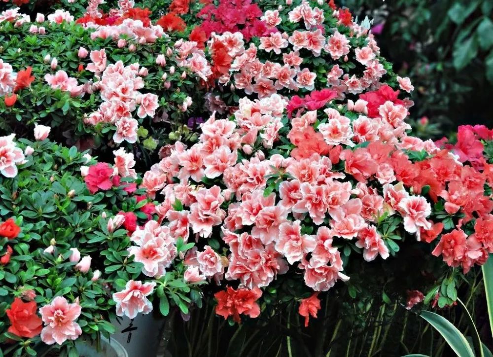 塔河文艺又见杜鹃红