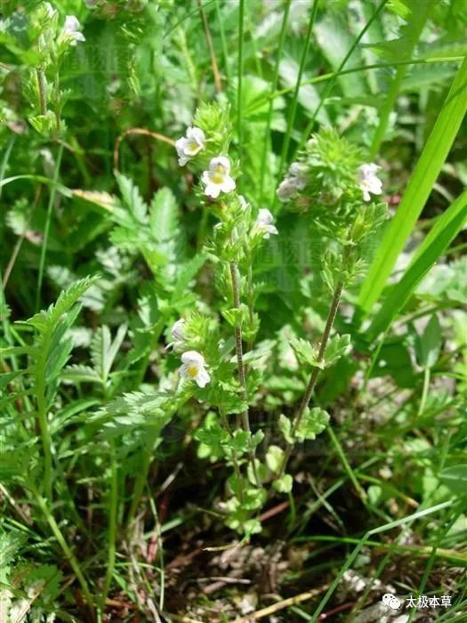 小米草别名图片