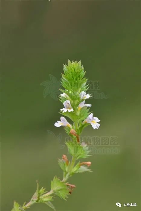 小米草,见过吗?清热解毒.用于咽喉肿痛,肺炎咳嗽