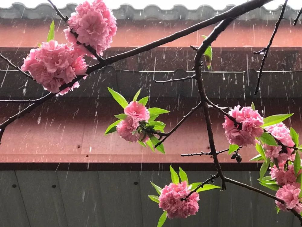 谷雨赏花的图图片