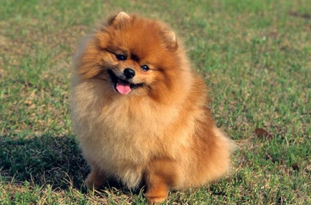 博美犬的这6个部位 不经打 否则可能令它受伤 不动手最好 博美犬