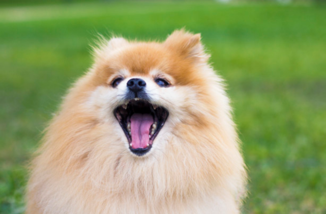 博美犬的这6个部位 不经打 否则可能令它受伤 不动手最好 博美犬
