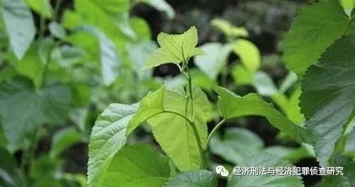 泽泻是一种水生野菜,是这样子