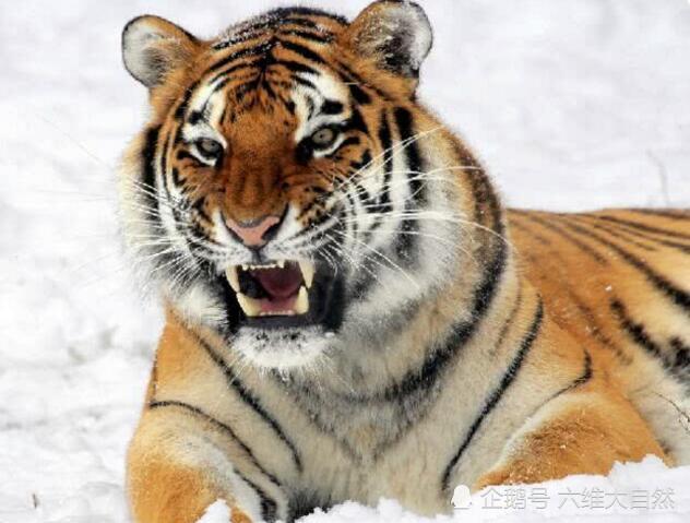 百兽之王有9个亚种 现仅存的六种虎种 哪一种老虎更有气势 腾讯新闻