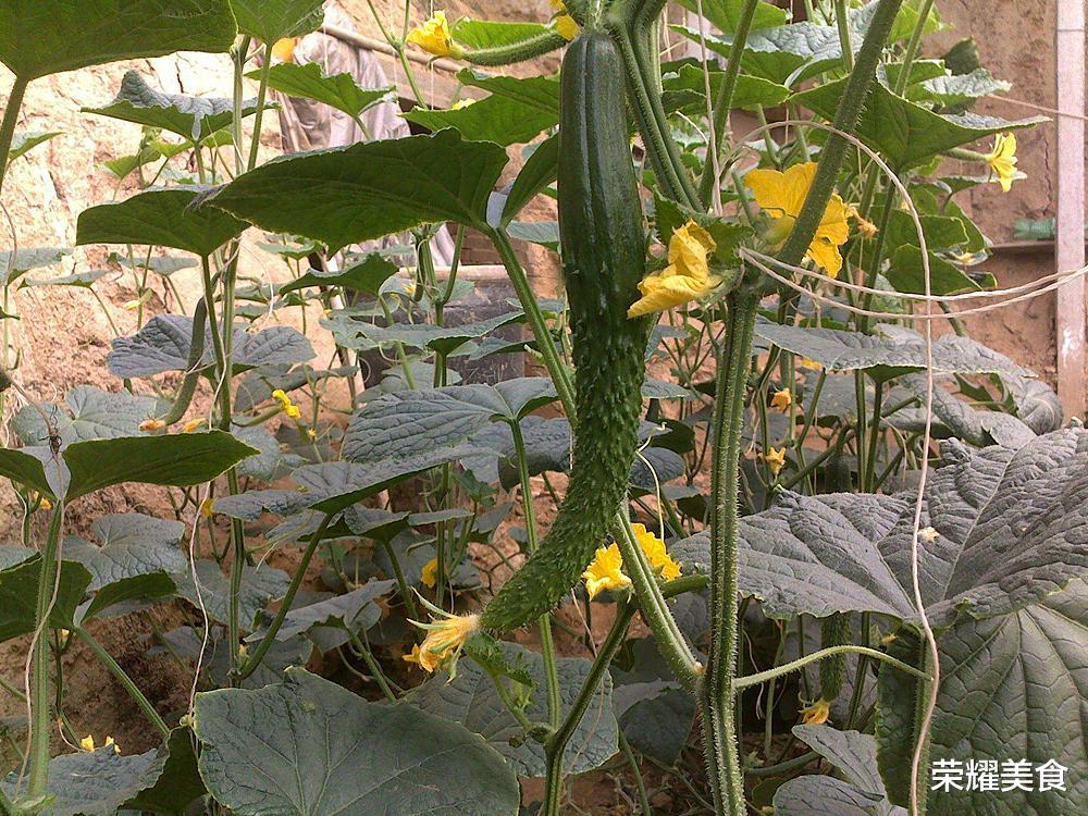 激素 青瓜不要买 认准4点 一眼就能分辨出来 多便宜也不要 腾讯新闻