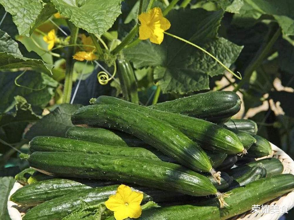 激素 青瓜不要买 认准4点 一眼就能分辨出来 多便宜也不要 腾讯新闻