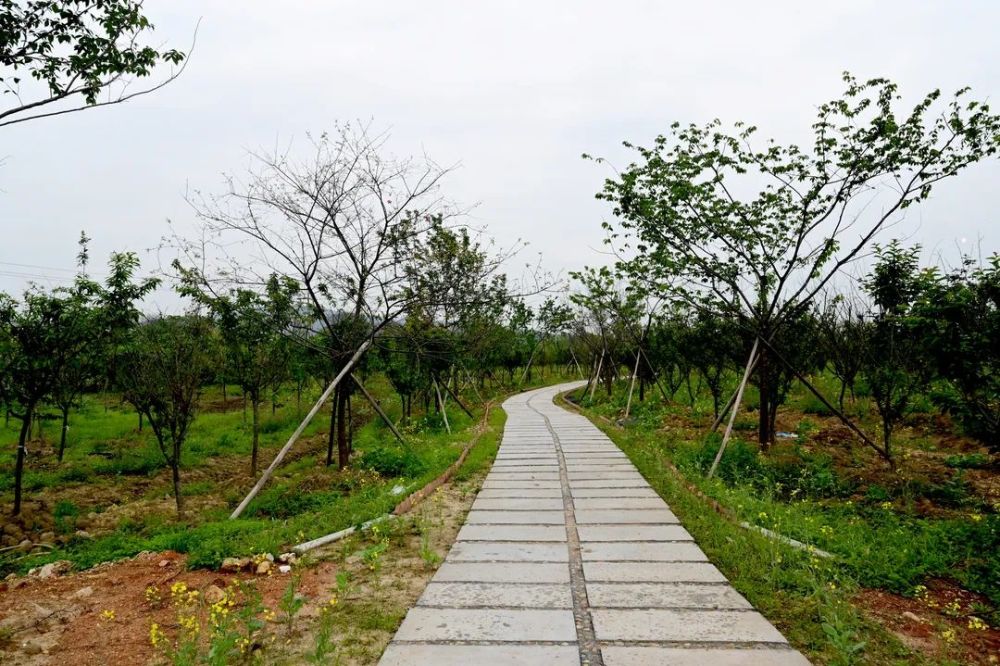 瑞金的樱花园来了,高清美照刷爆朋友圈!