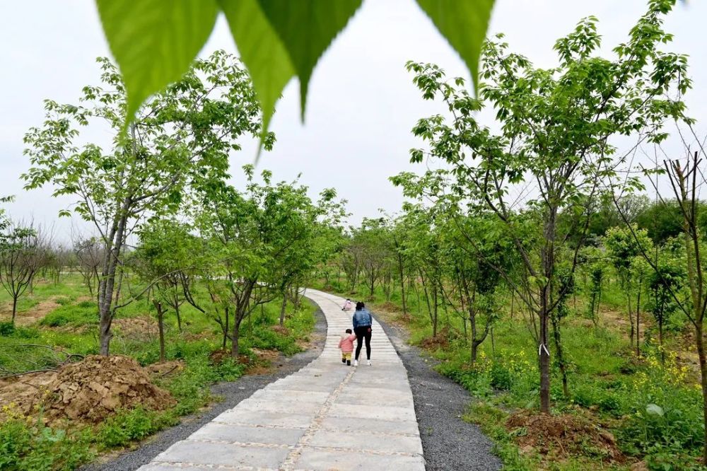 瑞金的樱花园来了,高清美照刷爆朋友圈!