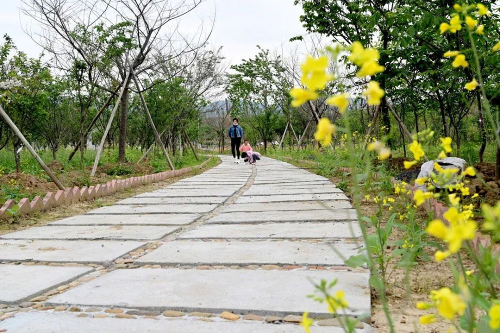 瑞金的樱花园来了,高清美照刷爆朋友圈!