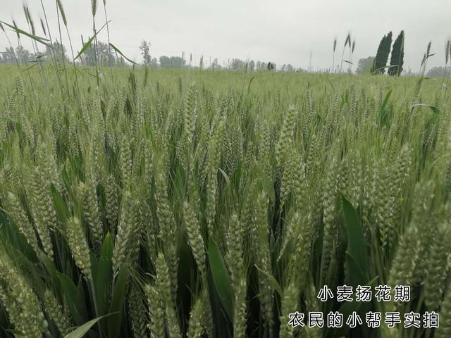 小麦扬花期间是否可以打药 有人说可以 有人说不可以 听谁的 腾讯新闻