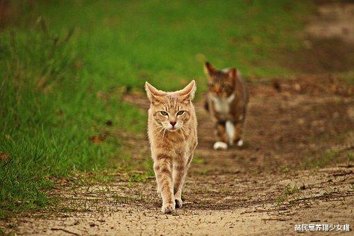 有的猫咪性格好 有的猫咪性格差 秘密可能都在基因里 腾讯新闻