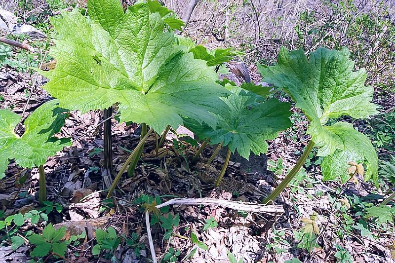 俗称"山芹菜",包饺子比荠菜鲜美,河边就有,遇到带走